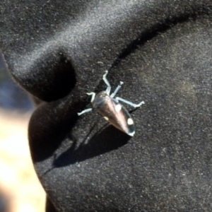 Eurymela distincta at Stony Creek - 27 Apr 2024