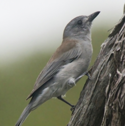 Colluricincla harmonica (Grey Shrikethrush) at Brunswick Heads, NSW - 25 Mar 2024 by macmad