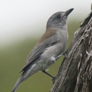 Colluricincla harmonica (Grey Shrikethrush) at Wallum by macmad