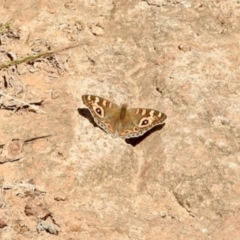 Junonia villida (Meadow Argus) at Stony Creek - 27 Apr 2024 by KMcCue