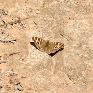 Junonia villida at Stony Creek - 27 Apr 2024