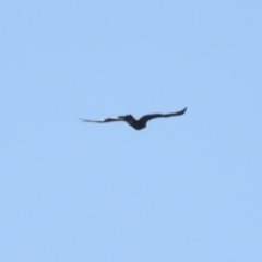 Aquila audax (Wedge-tailed Eagle) at Uriarra Village, ACT - 27 Apr 2024 by KMcCue