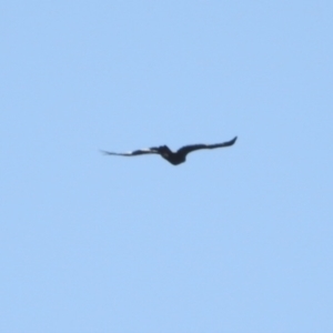 Aquila audax at Stony Creek - 27 Apr 2024 01:28 PM