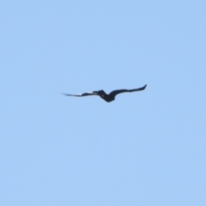 Aquila audax (Wedge-tailed Eagle) at Stony Creek by KMcCue