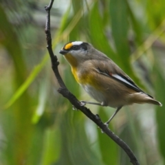 Pardalotus striatus (Striated Pardalote) at Brunswick Heads, NSW - 25 Mar 2024 by macmad