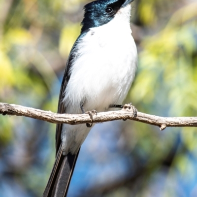 Myiagra inquieta (Restless Flycatcher) at Cobar, NSW - 2 Aug 2022 by Petesteamer