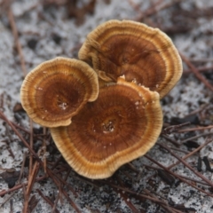 Unidentified Fungus at Wallum - 25 Mar 2024 by macmad
