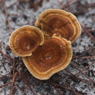 Unidentified Fungus at Wallum - 25 Mar 2024 by macmad