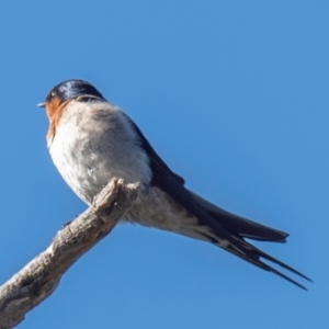 Hirundo neoxena at Cobar, NSW - 2 Aug 2022