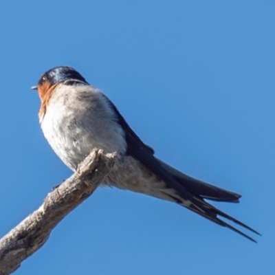 Hirundo neoxena (Welcome Swallow) at Cobar, NSW - 2 Aug 2022 by Petesteamer