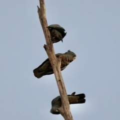 Callocephalon fimbriatum (Gang-gang Cockatoo) at Hughes Grassy Woodland - 27 Apr 2024 by LisaH