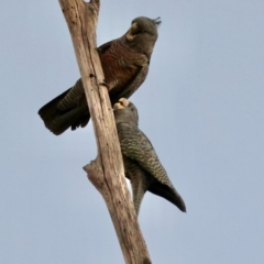 Callocephalon fimbriatum at Red Hill to Yarralumla Creek - 27 Apr 2024