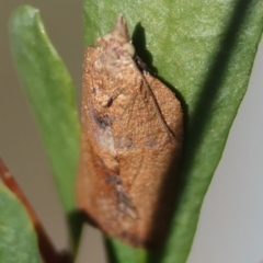 Epiphyas postvittana (Light Brown Apple Moth) at Hughes Grassy Woodland - 27 Apr 2024 by LisaH