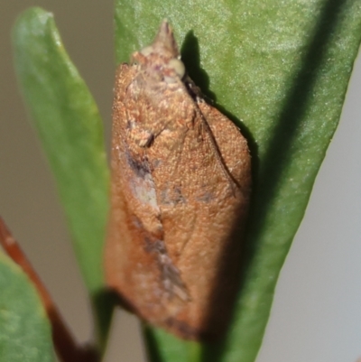 Epiphyas postvittana (Light Brown Apple Moth) at Hughes, ACT - 27 Apr 2024 by LisaH