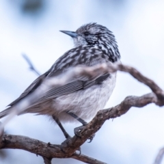 Plectorhyncha lanceolata (Striped Honeyeater) at Cobar, NSW - 2 Aug 2022 by Petesteamer