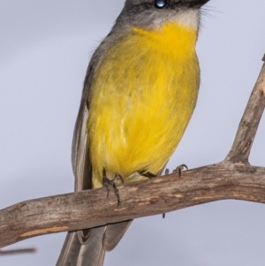 Eopsaltria australis (Eastern Yellow Robin) at Cobar, NSW by Petesteamer