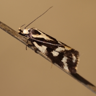 Unidentified Curved-horn moth (all Gelechioidea except Oecophoridae) at Deakin, ACT - 27 Apr 2024 by LisaH