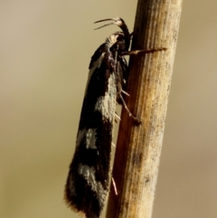 Epithymema incomposita at Red Hill to Yarralumla Creek - 27 Apr 2024