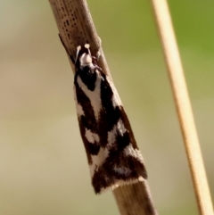 Epithymema incomposita at Red Hill to Yarralumla Creek - 27 Apr 2024 01:33 PM