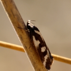 Epithymema incomposita at Red Hill to Yarralumla Creek - 27 Apr 2024