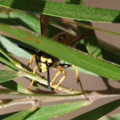 Vespula germanica (German Yellowjacket Wasp (also known as European Wasp)) at Hughes Grassy Woodland - 26 Apr 2024 by LisaH