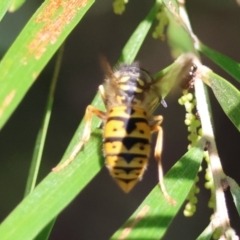 Vespula germanica at Hughes Grassy Woodland - 26 Apr 2024