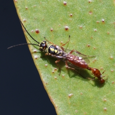 Neozeleboria cryptoides (Tiphiid Wasp) at Red Hill to Yarralumla Creek - 26 Apr 2024 by LisaH