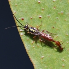 Unidentified Wasp (Hymenoptera, Apocrita) at Deakin, ACT - 26 Apr 2024 by LisaH