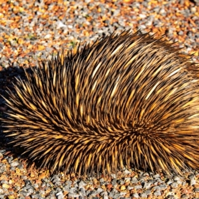 Tachyglossus aculeatus (Short-beaked Echidna) at Coolabah, NSW - 3 Aug 2022 by Petesteamer