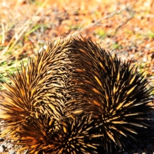 Tachyglossus aculeatus at Coolabah, NSW - 3 Aug 2022
