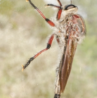 Neoaratus hercules (Herculean Robber Fly) at Freshwater Creek, VIC - 22 Dec 2023 by WendyEM