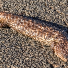 Tiliqua rugosa aspera (Eastern Shingleback) at Coolabah, NSW - 3 Aug 2022 by Petesteamer