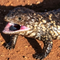 Tiliqua rugosa at Coolabah, NSW - 3 Aug 2022