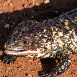 Tiliqua rugosa at Coolabah, NSW - 3 Aug 2022 04:19 PM