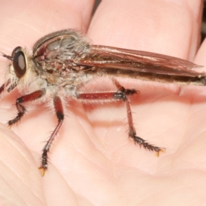 Neoaratus hercules at WendyM's farm at Freshwater Ck. - 22 Dec 2023