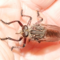 Neoaratus hercules at WendyM's farm at Freshwater Ck. - 22 Dec 2023 01:12 PM