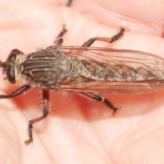 Neoaratus hercules at WendyM's farm at Freshwater Ck. - 22 Dec 2023