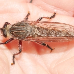 Neoaratus hercules at WendyM's farm at Freshwater Ck. - 22 Dec 2023