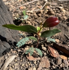 Acacia cultriformis at Cuttagee, NSW - 27 Apr 2024 by SonyaDuus