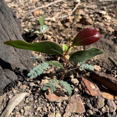 Acacia cultriformis at Cuttagee, NSW - 27 Apr 2024 by SonyaDuus
