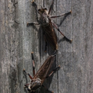 Neoaratus hercules at WendyM's farm at Freshwater Ck. - 23 Dec 2023