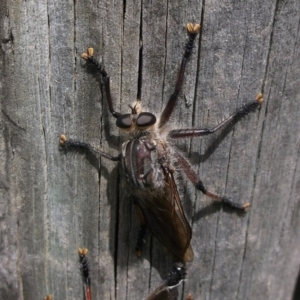 Neoaratus hercules at WendyM's farm at Freshwater Ck. - 23 Dec 2023