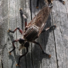 Neoaratus hercules at WendyM's farm at Freshwater Ck. - 23 Dec 2023