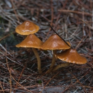 zz agaric (stem; gill colour unknown) at Wallum - 26 Mar 2024