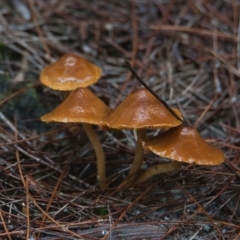 Unidentified Fungus at suppressed - 26 Mar 2024 by macmad