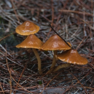 Unidentified Fungus at Brunswick Heads, NSW - 26 Mar 2024 by macmad