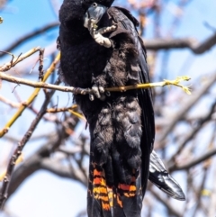 Calyptorhynchus banksii (Red-tailed Black-cockatoo) at Bourke, NSW - 5 Aug 2022 by Petesteamer