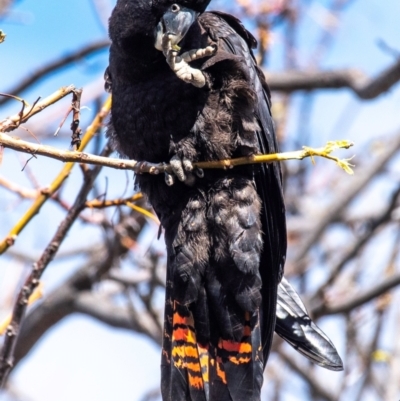 Calyptorhynchus banksii (Red-tailed Black-cockatoo) at Bourke, NSW - 5 Aug 2022 by Petesteamer