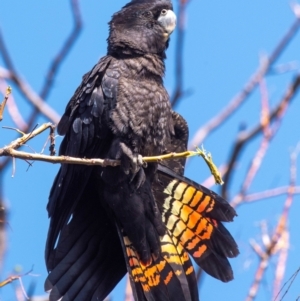 Calyptorhynchus banksii at Bourke, NSW - 5 Aug 2022