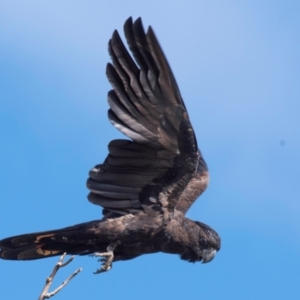 Calyptorhynchus banksii at Bourke, NSW - 5 Aug 2022